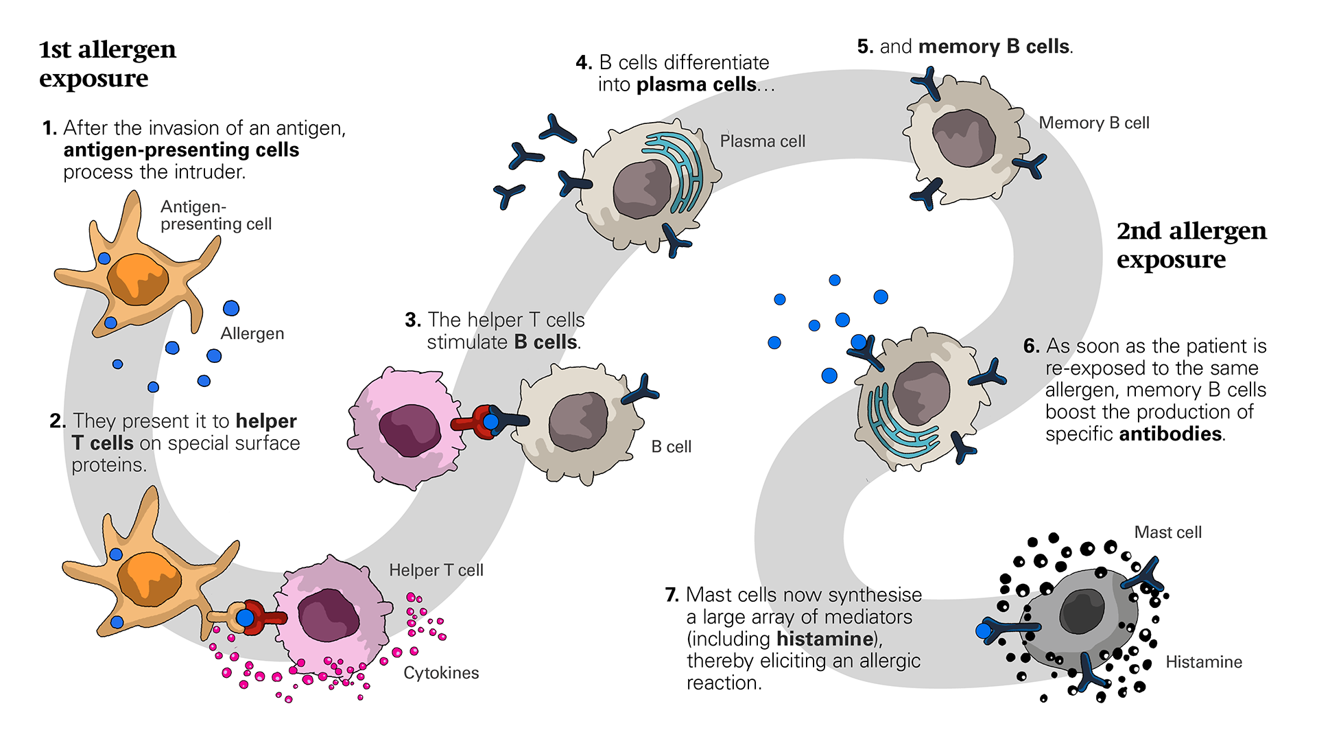 Mechanism of type I allergic reactions