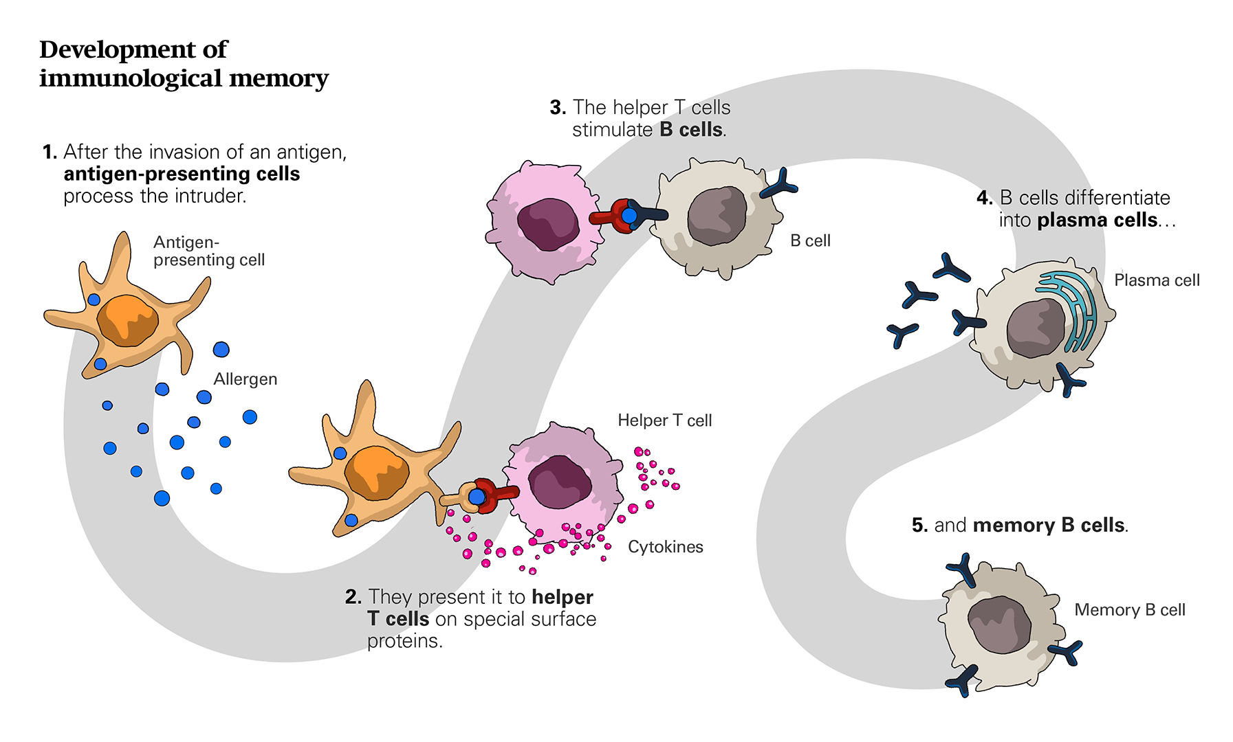 Tales - Allergies: When The Immune System Backfires